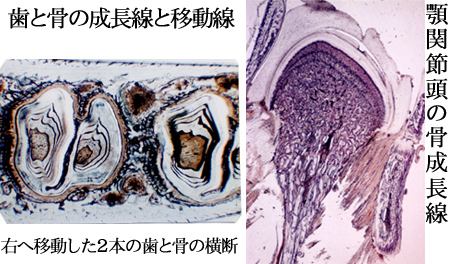 基礎研究